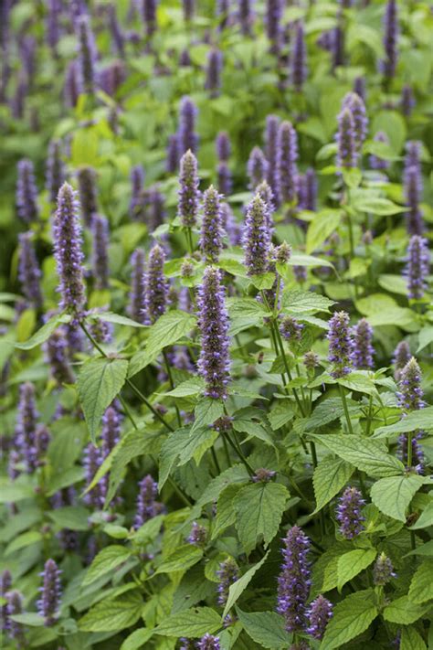 Korean Mint Seeds Licorice Hyssop Agastache Rugosa Etsy