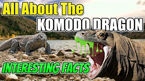 World S Deadliest Lizard All About The Komodo Dragon Interesting