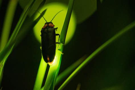 How and Why Do Fireflies Light Up? - The Science Behind Firefly Light