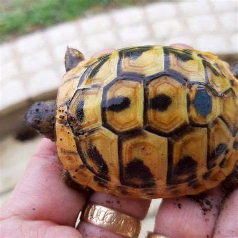 Tortues D Hermanns Boettgeri Et Tortues D Hermann Varoises Et Siciliennes