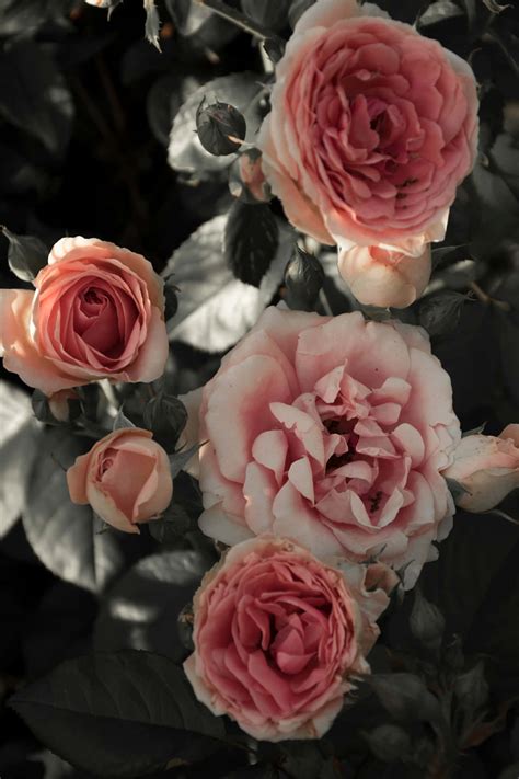 aesthetic floral wallpapers wallpaperscom