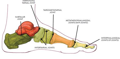 Foot Joint Anatomy Diagram