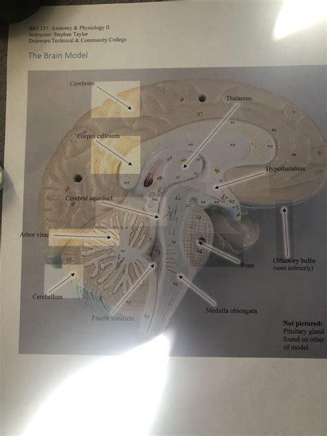 Brain Model Diagram Quizlet