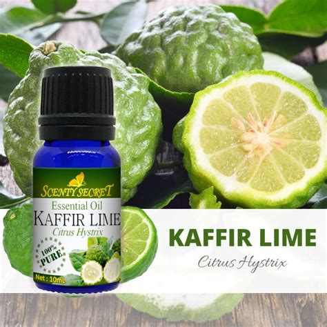 Kaffir Lime Essential Oil 100 Pure Scenty Secret Aromatherapy Shopee Malaysia