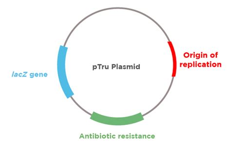 What is a plasmid? Three key components – miniPCR bio