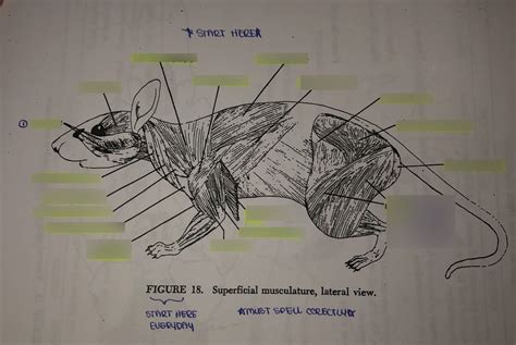 Anatomy Rat Figure 18 Diagram | Quizlet