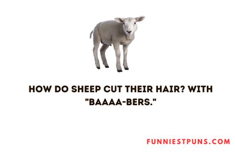 Funny Sheep Puns And Jokes Funniest Puns