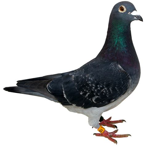 Pigeon PNG Transparent Images