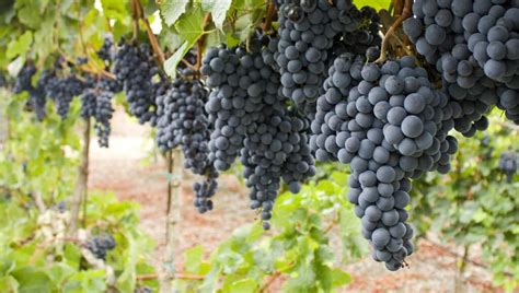 south african grape varietals south african wines