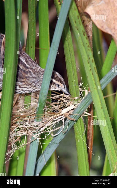 Red-winged Blackbird nest Stock Photo - Alamy