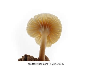 Pholiota Flammans Flame Scalecap Mushroom Closeup Stock Illustration