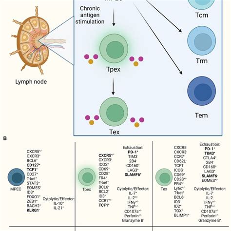 Cxcr5⁺cd8 T Cell Progenitor Lineages A Cxcr5⁺cd8 T Cells Resemble Download Scientific