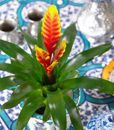 Растения семейства бромелиевые