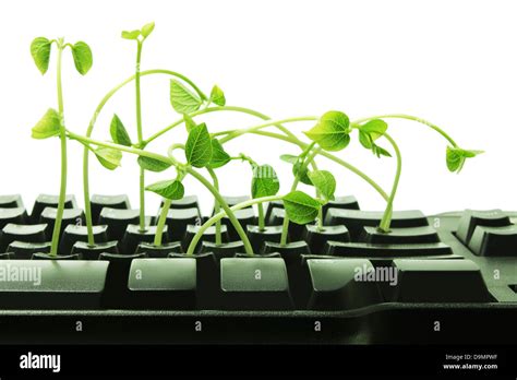 Computer Keyboard With Snow Pea Sprouts Stock Photo Alamy