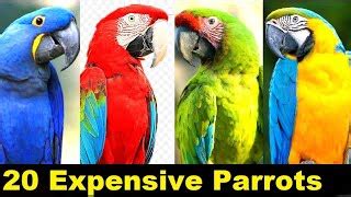 Top Most Expensive Parrots In The World Atelier Yuwa Ciao Jp