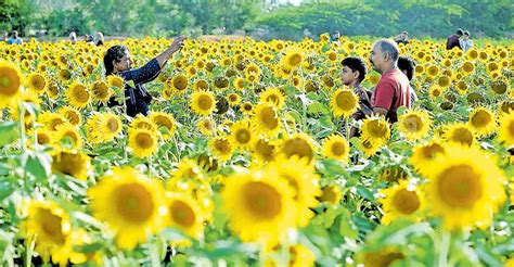 Keralites Flock To Rojas ‘native Place To Bask In Charm Of Sunflowers