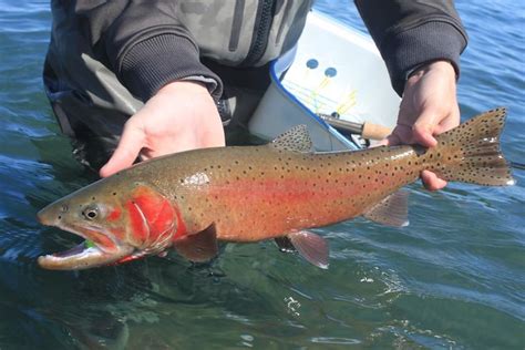 1000+ images about Cutthroat Trout on Pinterest | The fly, Lakes and Trout