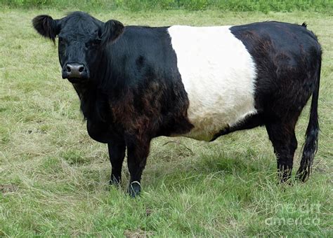 Oreo Cow Breed Jeepwranglerrubiconblog