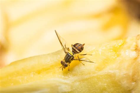 Se D Barrasser De La Mouche Orientale Des Fruits Comment Faire