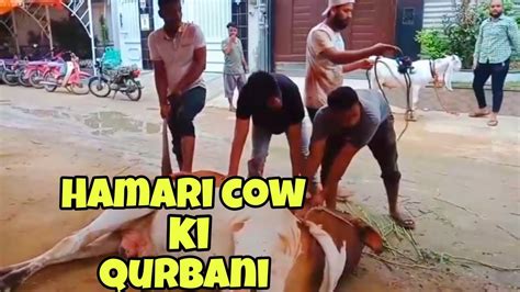 Hamari Cow Ki Qurbani Hogai YouTube