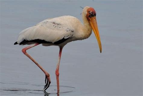 Bangau Klasifikasi Dan Penjelasan Tentang Jenis Jenis Burung Bangau