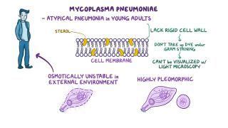 Mycoplasma Notes: Diagrams & Illustrations | Osmosis