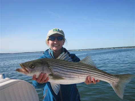 Where are Striped Bass when they aren’t Migrating? – Fish Habitat ...