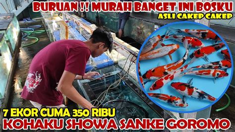 KOI BLITAR MURAH POOLL 7 EKOR CUMA 350 RIBUAN KOHAKU SHOWA SANKE