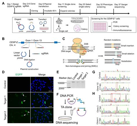 Generation Of Centromere Associated Protein E Cenp E Knockout Cell