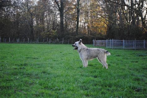 Accueil Elevage Des Bergers Du Desert Eleveur De Chiens Berger De Brie