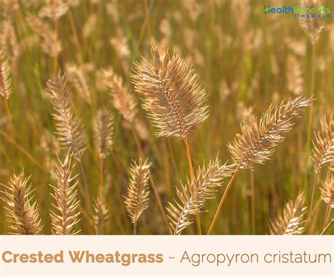 Crested Wheatgrass Facts