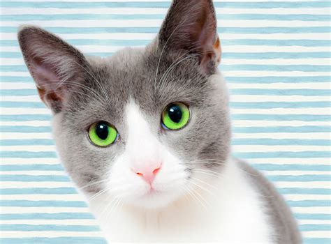 Download free photo of Cat,grey,white,green,eyes - from needpix.com