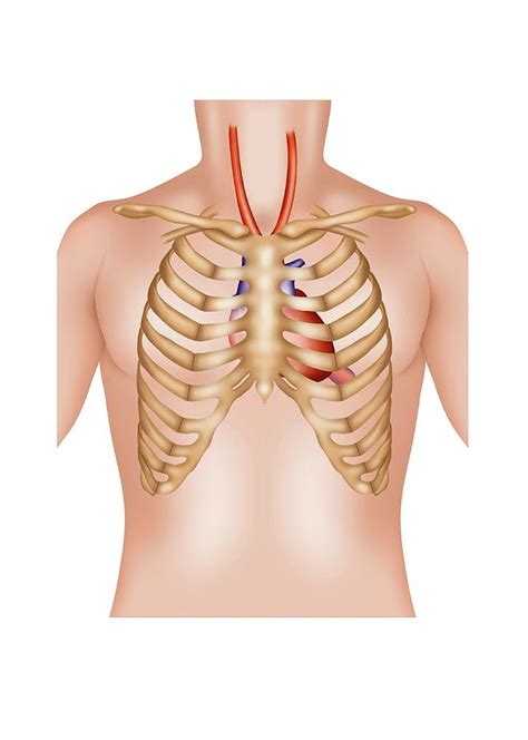 Rib Cage And Heart Photograph By Samantha Elmhurst Science Photo