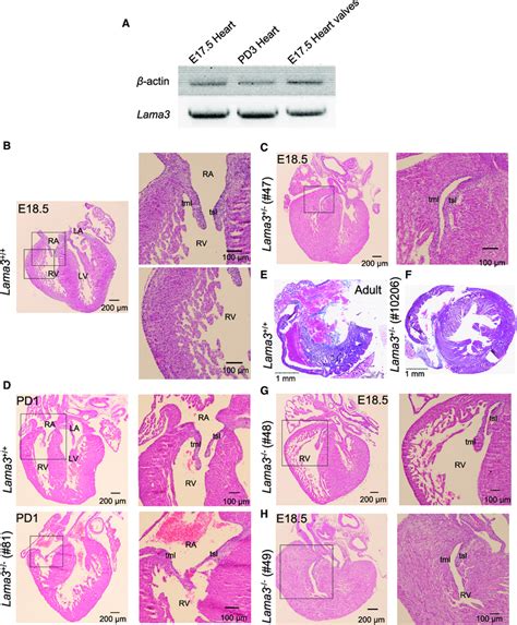 Histological Analysis Of Lama Knockout Ko Mice A Expression Of