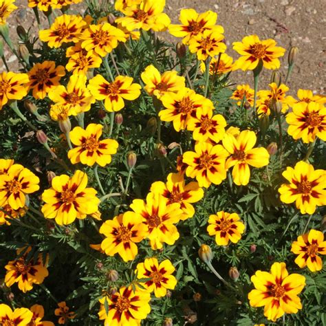 Bulk Seeds Bulk Marigolds 6000ct Dainty Marietta 1/2 oz Dwarf Marigold ...