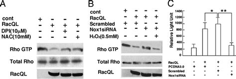 Rac1 suppresses the Rho activity through a Nox1-dependent manner. A ... 