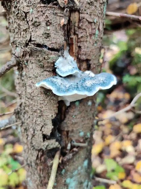 18 Types of Blue Mushrooms (Pictures and Edibility)