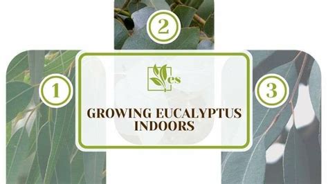 Growing Eucalyptus Indoors: A Guide for Beginners! - Evergreen Seeds