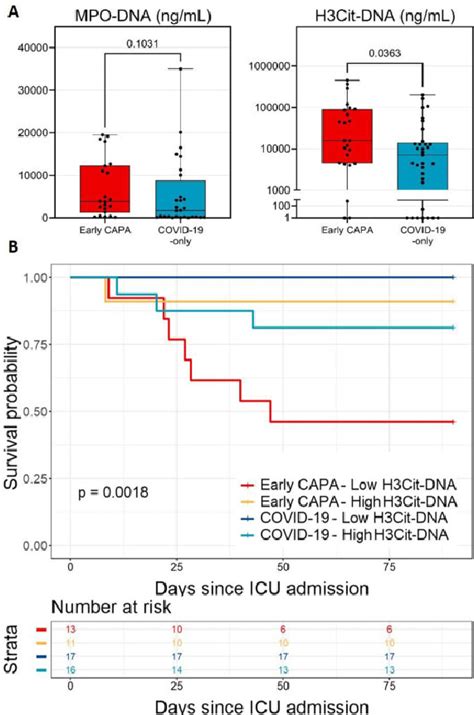 Neutrophil Extracellular Trap Net Levels Are Increased In Early Capa