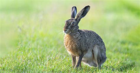 Hasenpest Wie gefährlich ist Krankheit für den Menschen