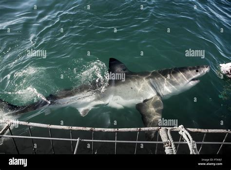 Great White Shark Chasing Tuna Bait In Front Of Shark Cage Diving Boat