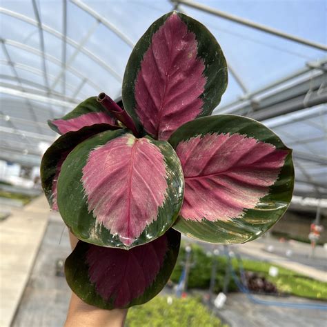 Calathea roseopicta - Rose Painted Calathea (4.5" Pot) | Little Prince