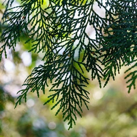 The Chamaecyparis Guide – Plant Detectives