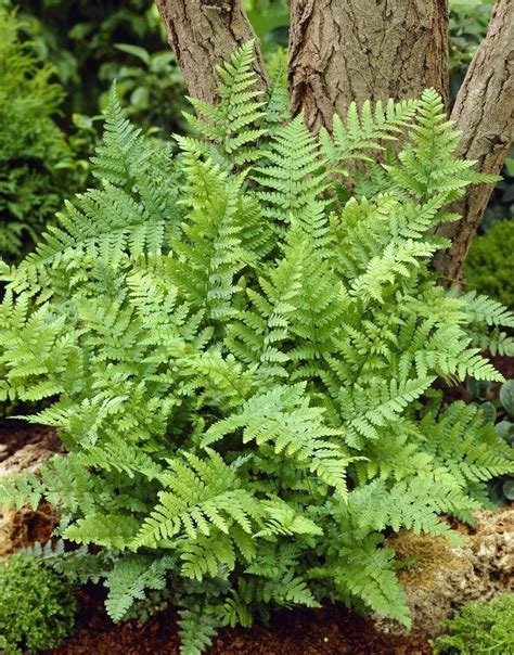 Dryopteris Filix Mas Male Fern Woodland Plants Plants For Shady