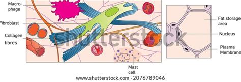 Adipose Tissue Areolar Tissue Adipose Tissue เวกเตอร์สต็อก ปลอดค่าลิขสิทธิ์ 2076789046