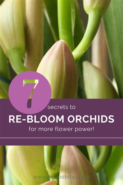 Learn How To Rebloom Orchids Step By Step Orchid Bliss