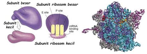 Fungsi Dan Struktur Ribosom And Retikulum Endoplasma Re