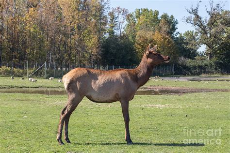 Elk Female Standing Tall Photograph By Barbara Mcmahon