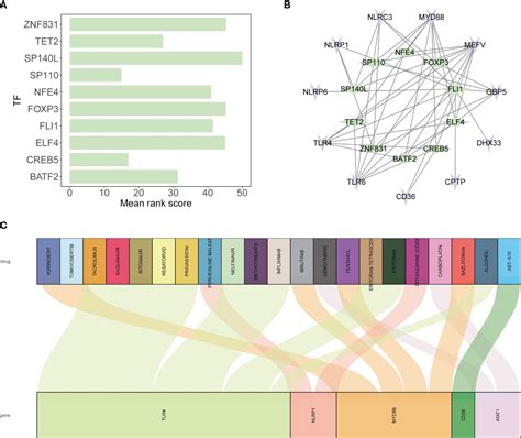 Frontiers Elucidating The Molecular Landscape Of Tendinitis The Role