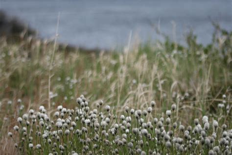 Meadow Field Flowers Royalty Free Photo